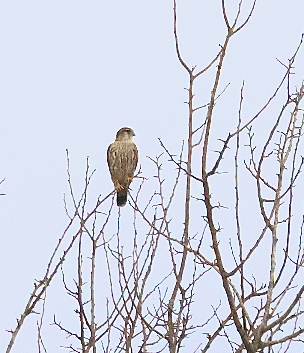 Faucon émerillon - ML647677077