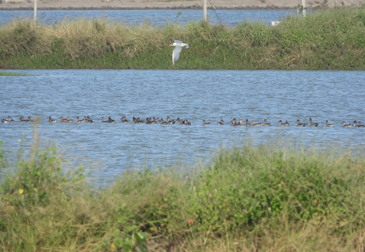 Canard pilet - ML647677078