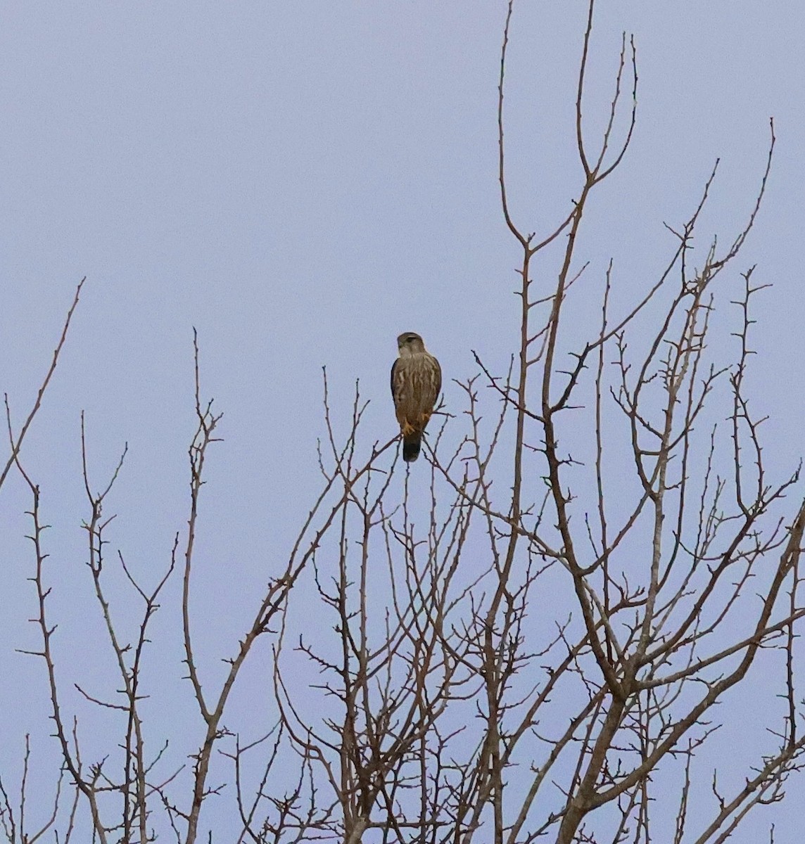 Faucon émerillon - ML647677079