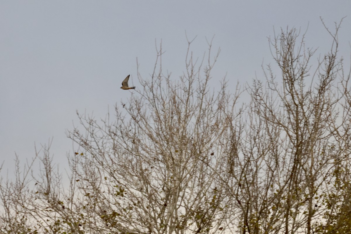 Faucon émerillon - ML647677080