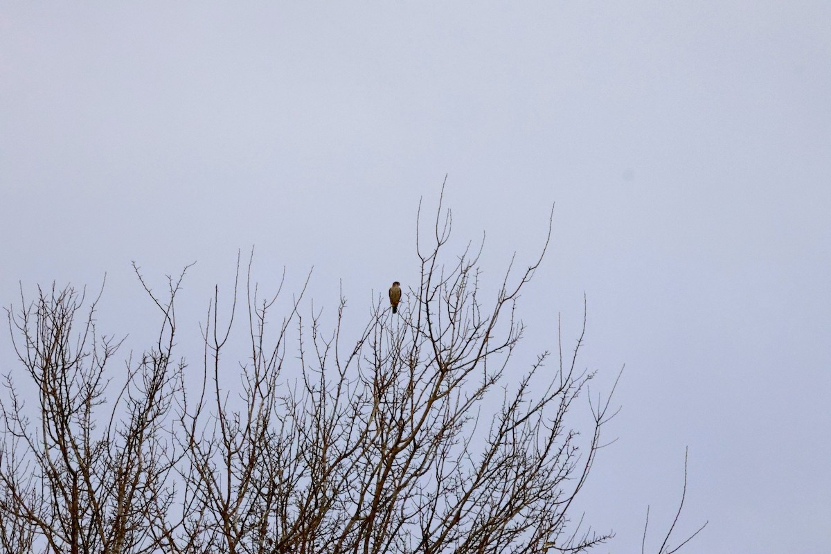 Faucon émerillon - ML647677081