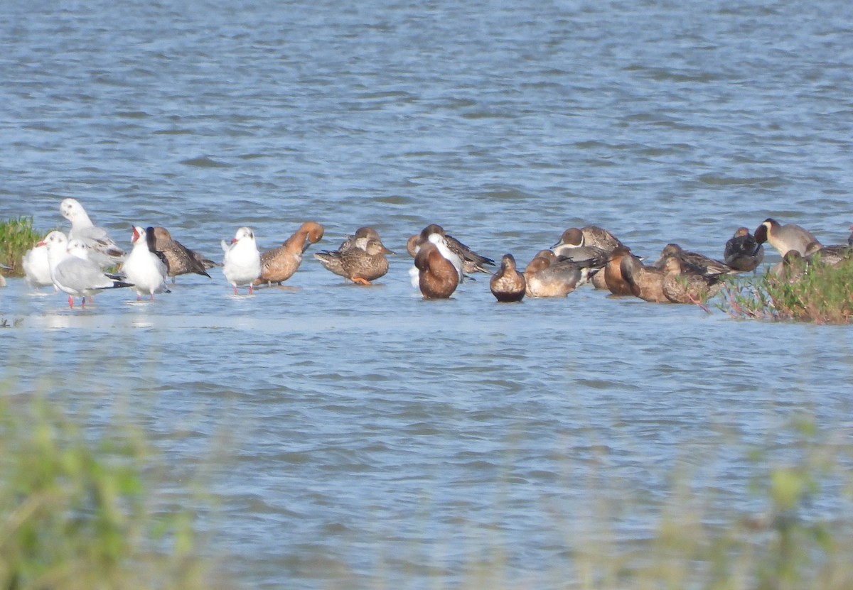 Canard souchet - ML647677083