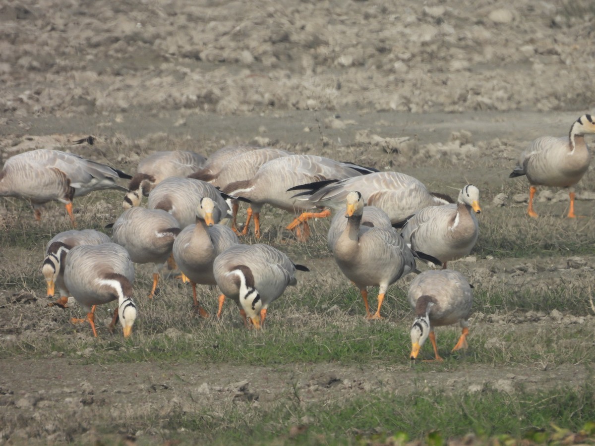 Oie à tête barrée - ML647677084