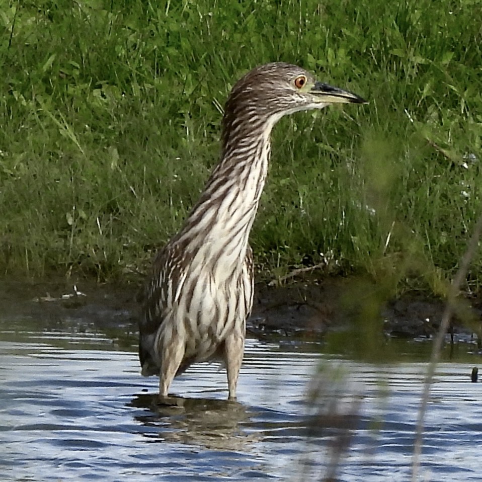 Bihoreau gris - ML647677085