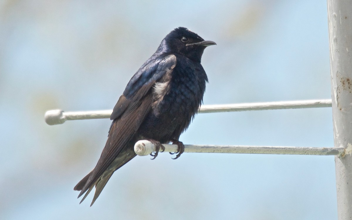 Hirondelle noire - ML647677087