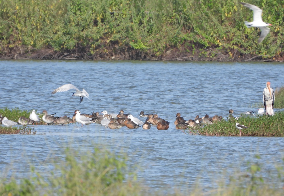 Canard pilet - ML647677094