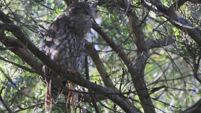 Barking Owl - ML647677099