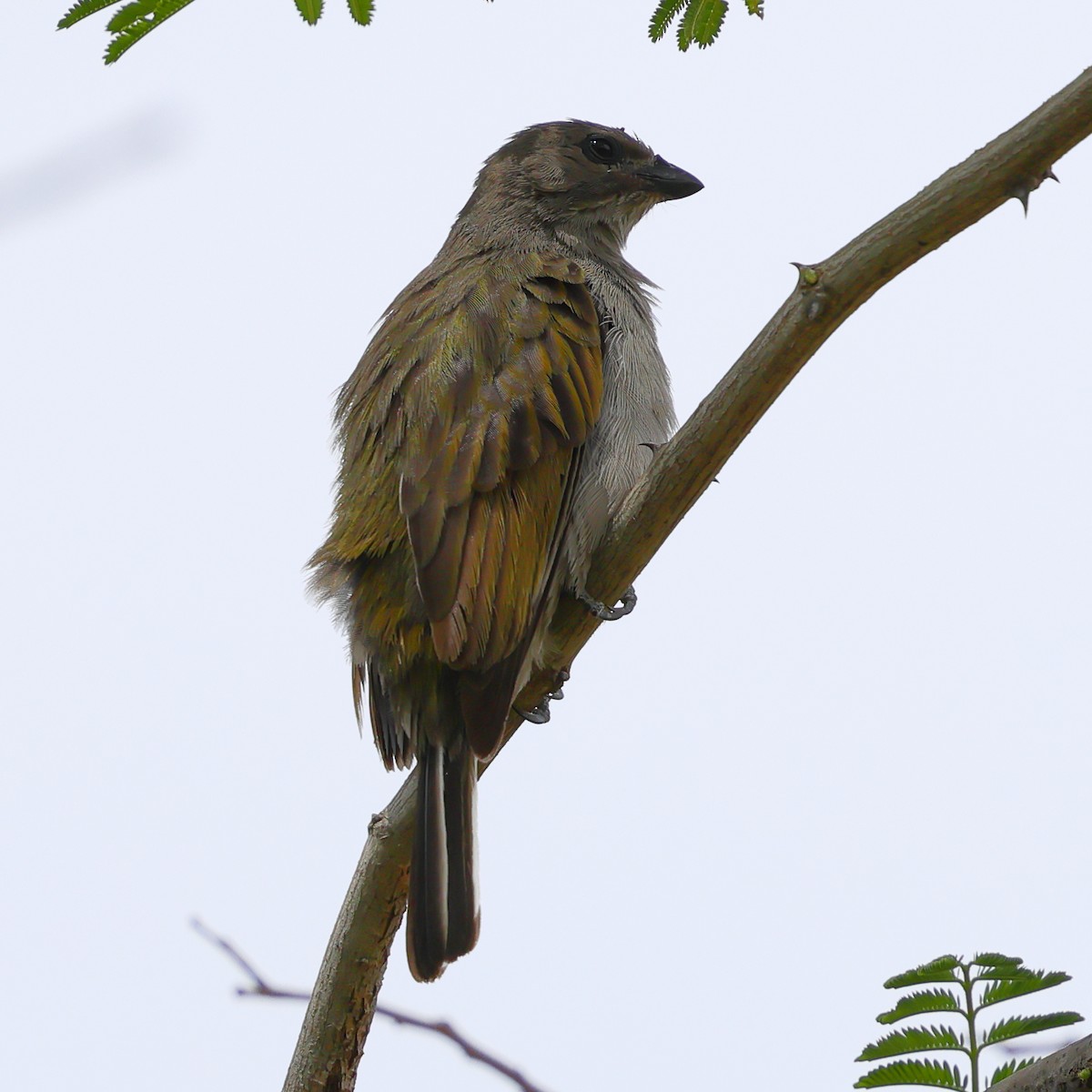 Lesser Honeyguide - ML647677123