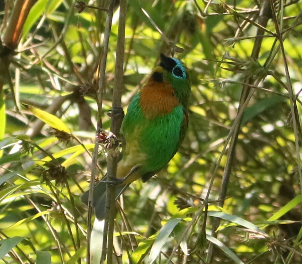 Brassy-breasted Tanager - ML647677124