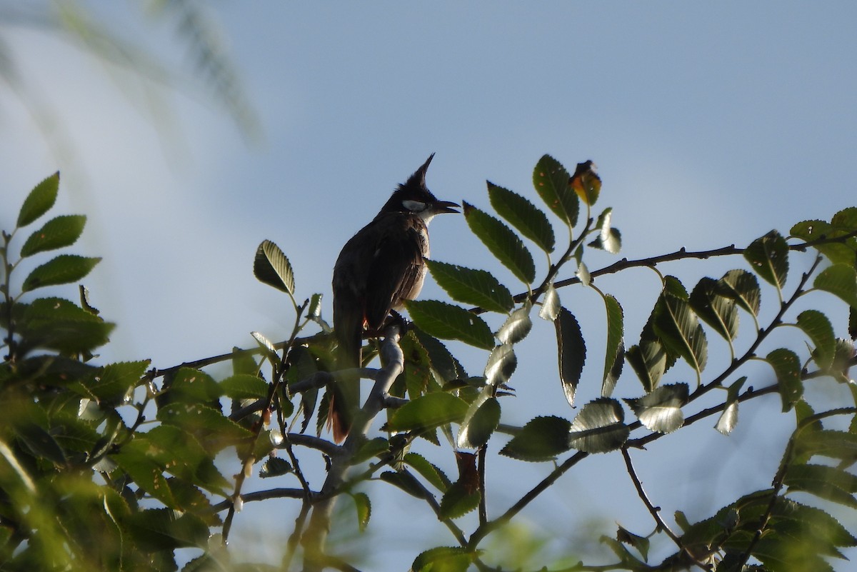 紅耳鵯 - ML647677127