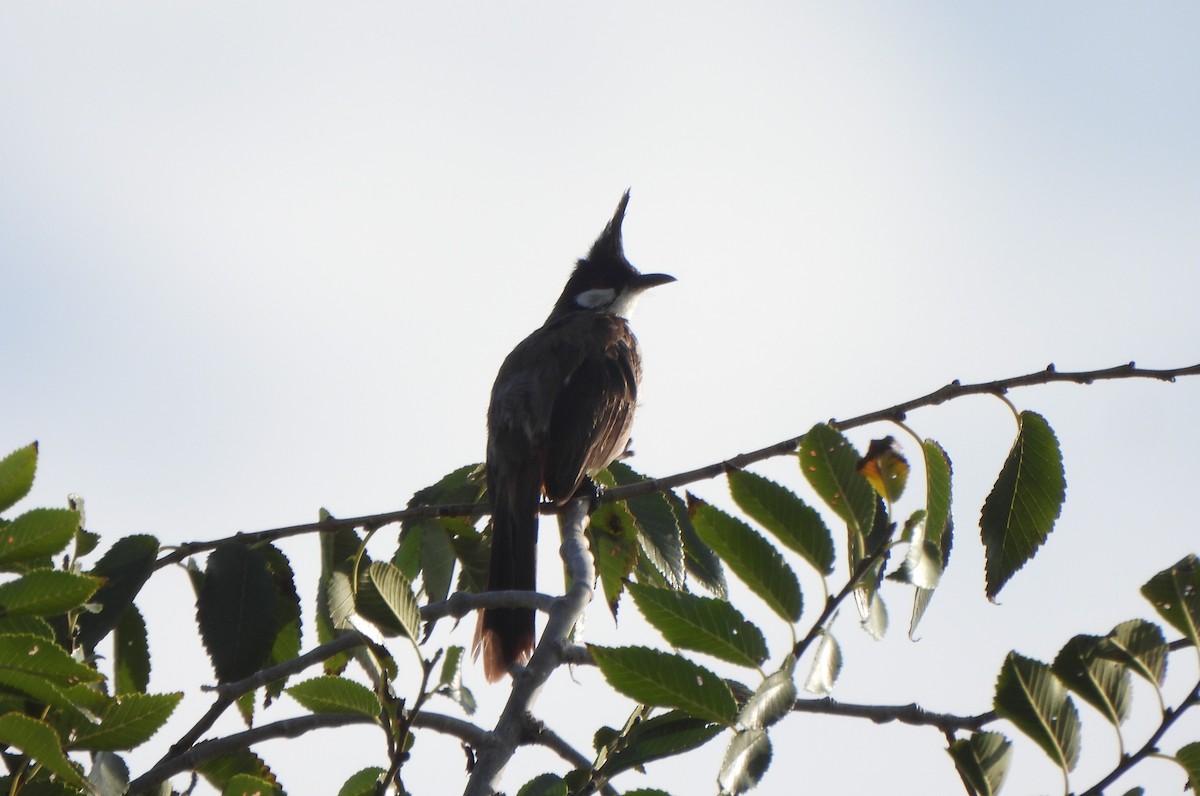 紅耳鵯 - ML647677128