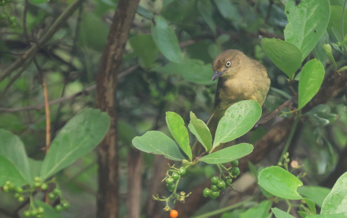Sombre Greenbul - ML647677129