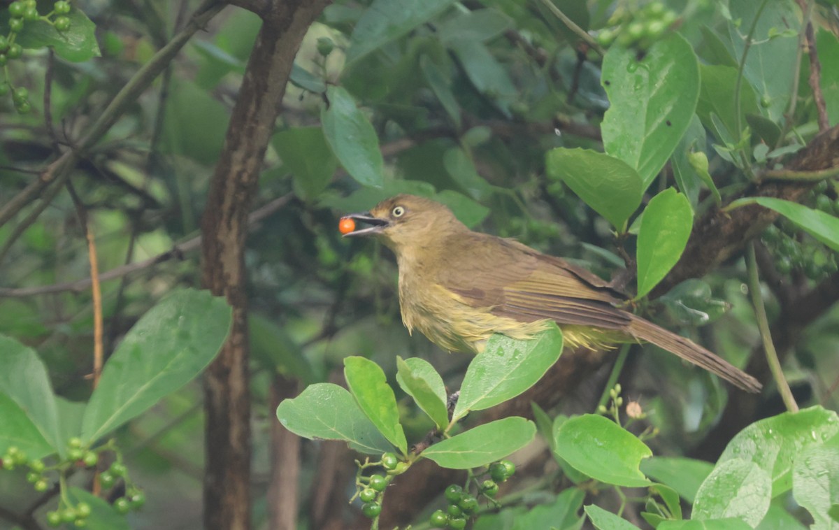 Sombre Greenbul - ML647677130