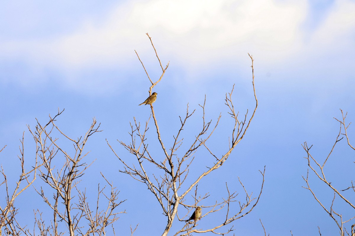 Corn Bunting - ML647677131