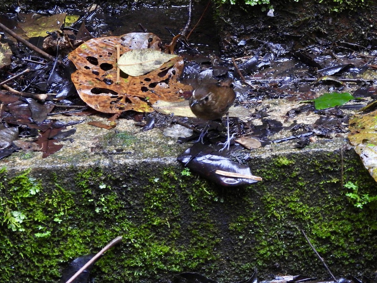 白喉短翅鶇 - ML647677133