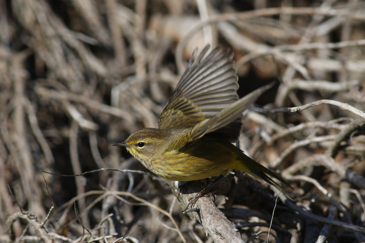 Palm Warbler (Yellow) - ML647677134