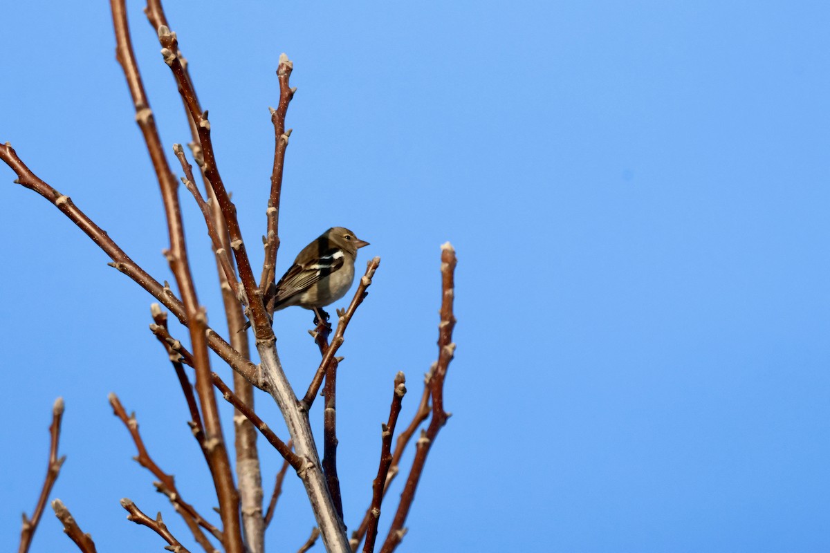 Common Chaffinch - ML647677136