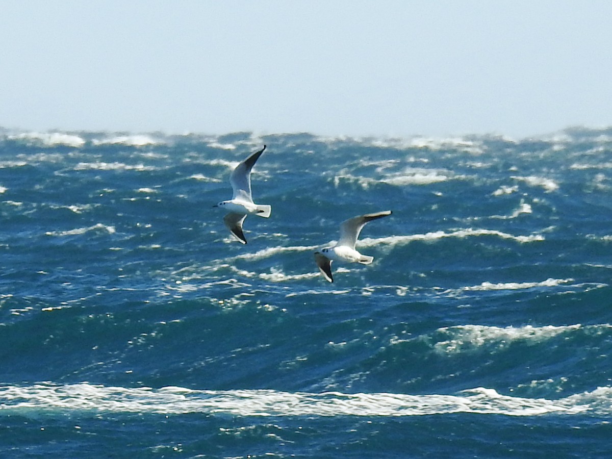 紅嘴鷗 - ML647677137