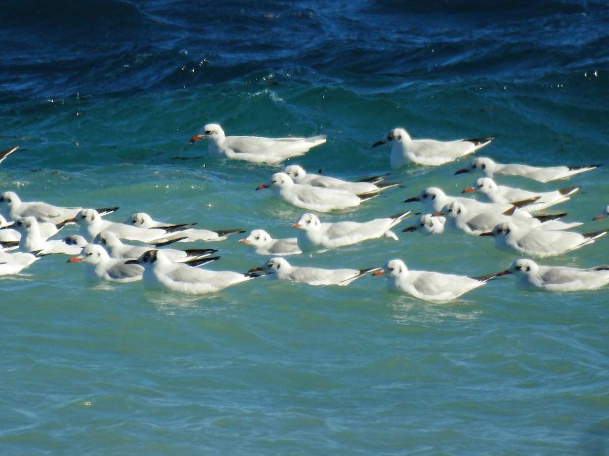 紅嘴鷗 - ML647677138