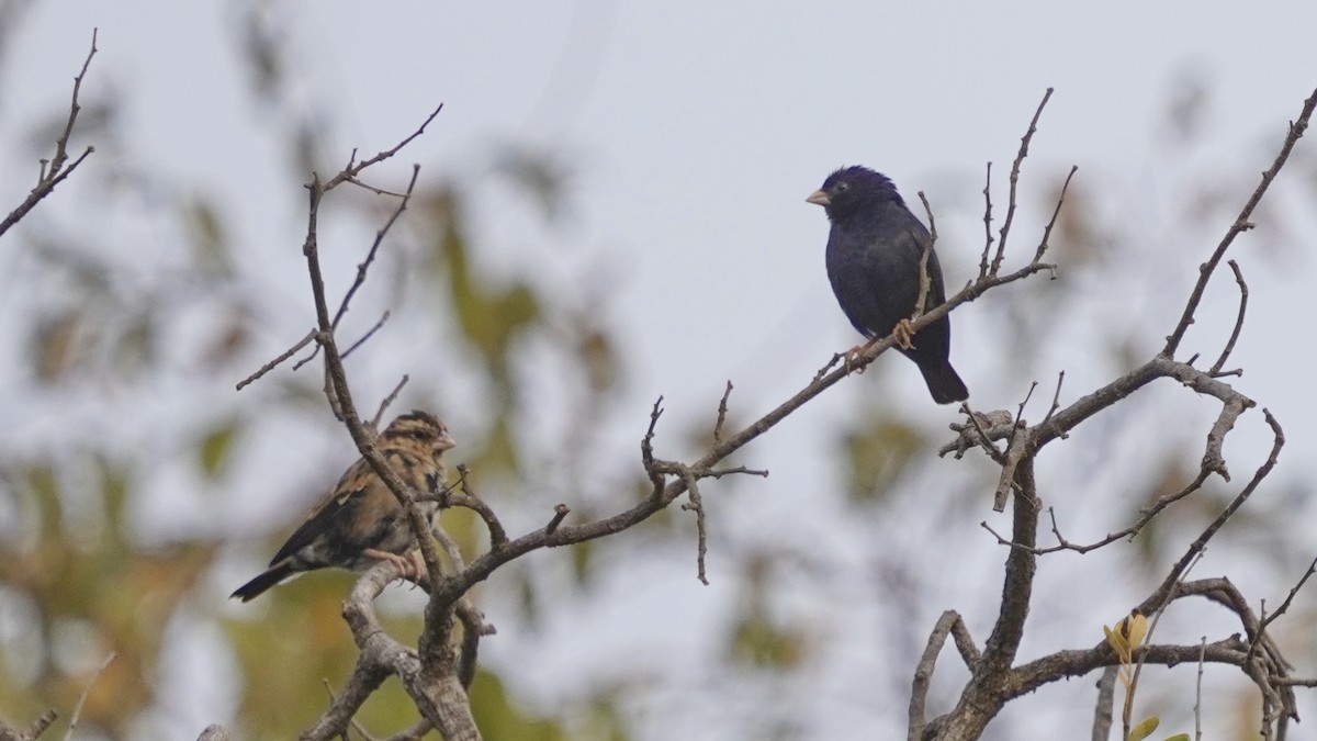Wilson's Indigobird - ML647677140