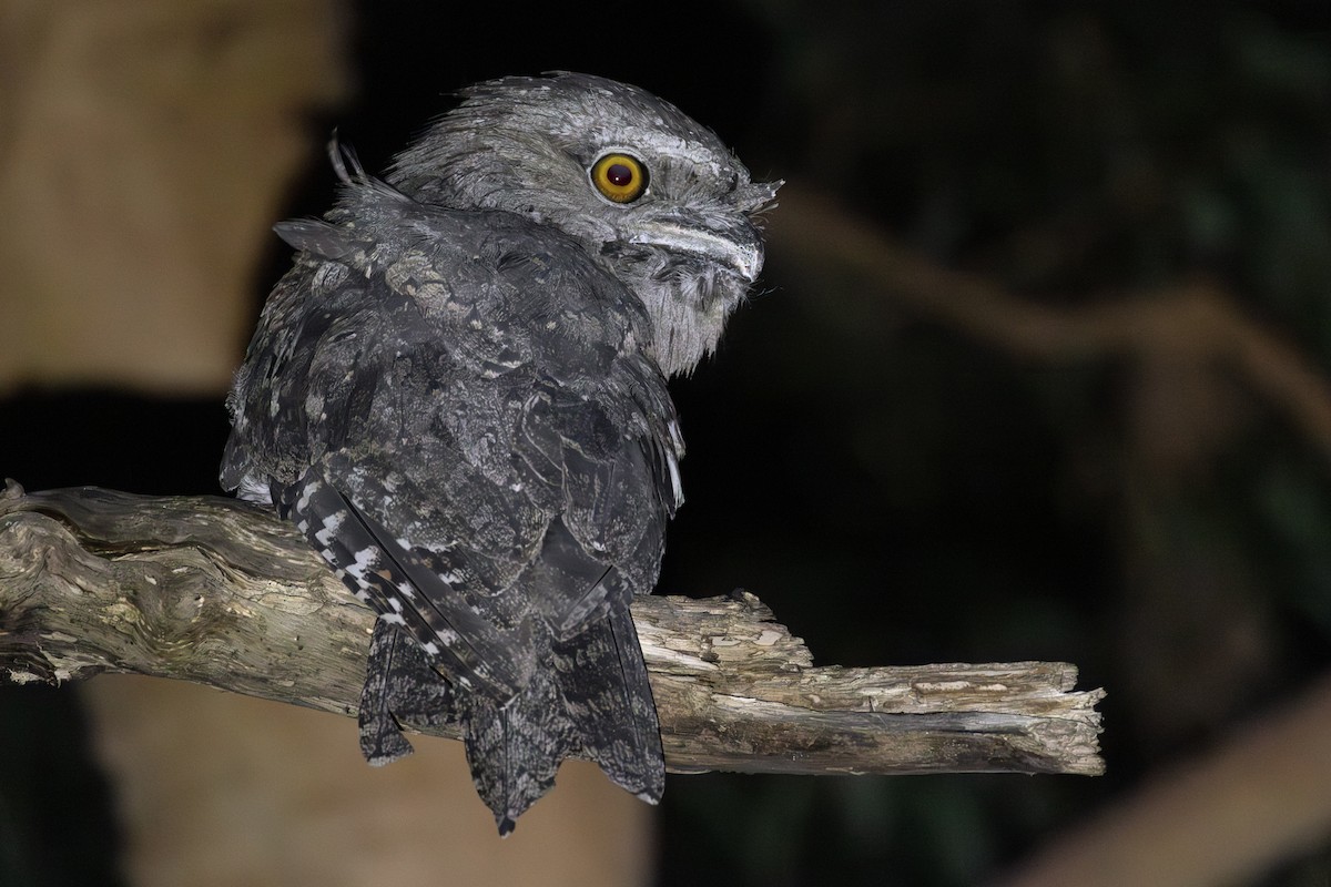 Tawny Frogmouth - ML647677142