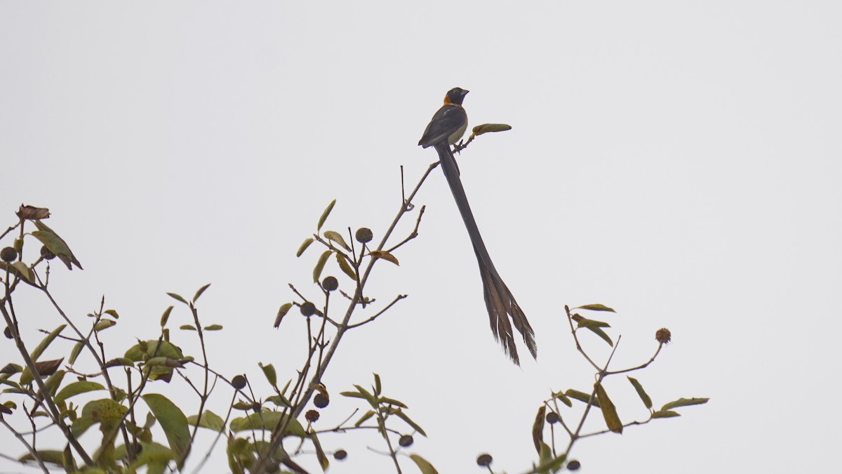 Togo Paradise-Whydah - ML647677143