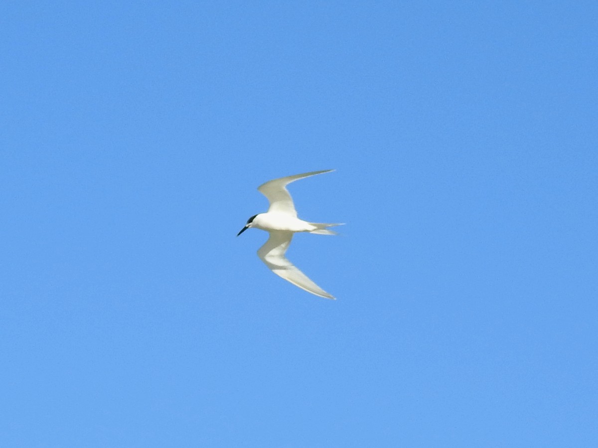 白嘴端燕鷗 - ML647677144