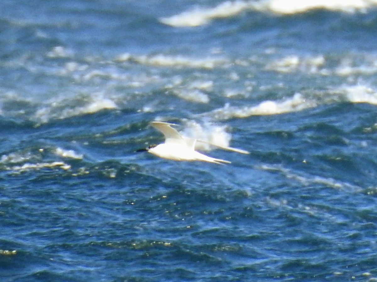 白嘴端燕鷗 - ML647677145