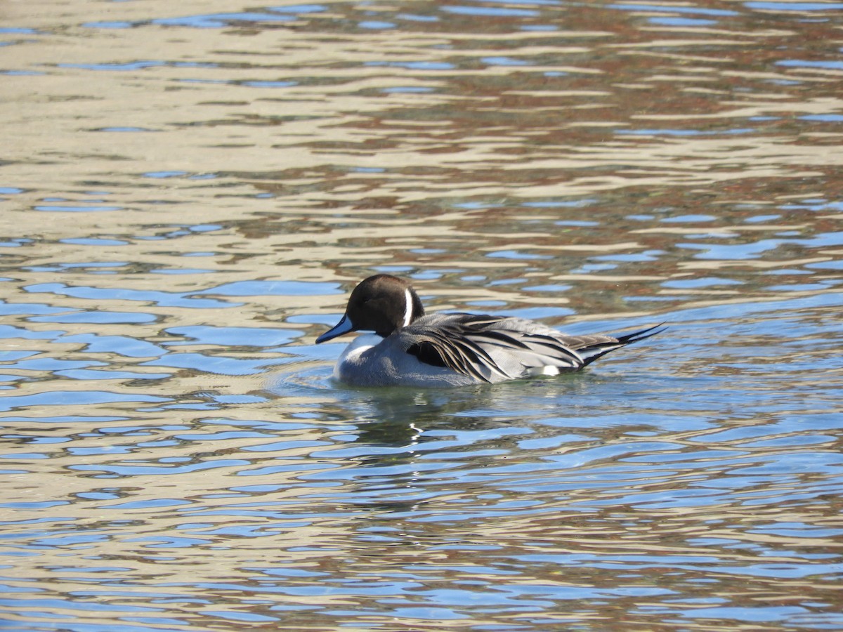 尖尾鴨 - ML647677146