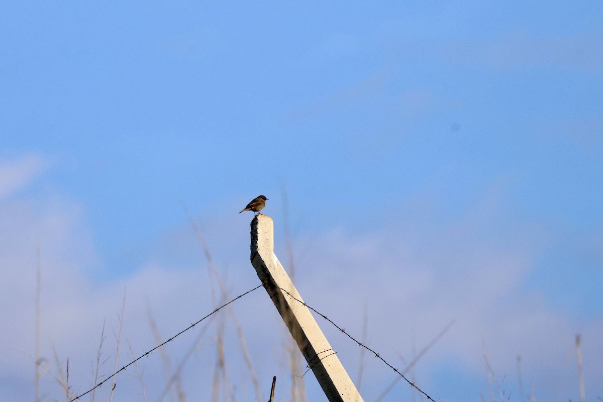 赭紅尾鴝 - ML647677147