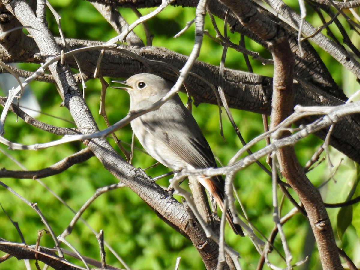 赭紅尾鴝 - ML647677148