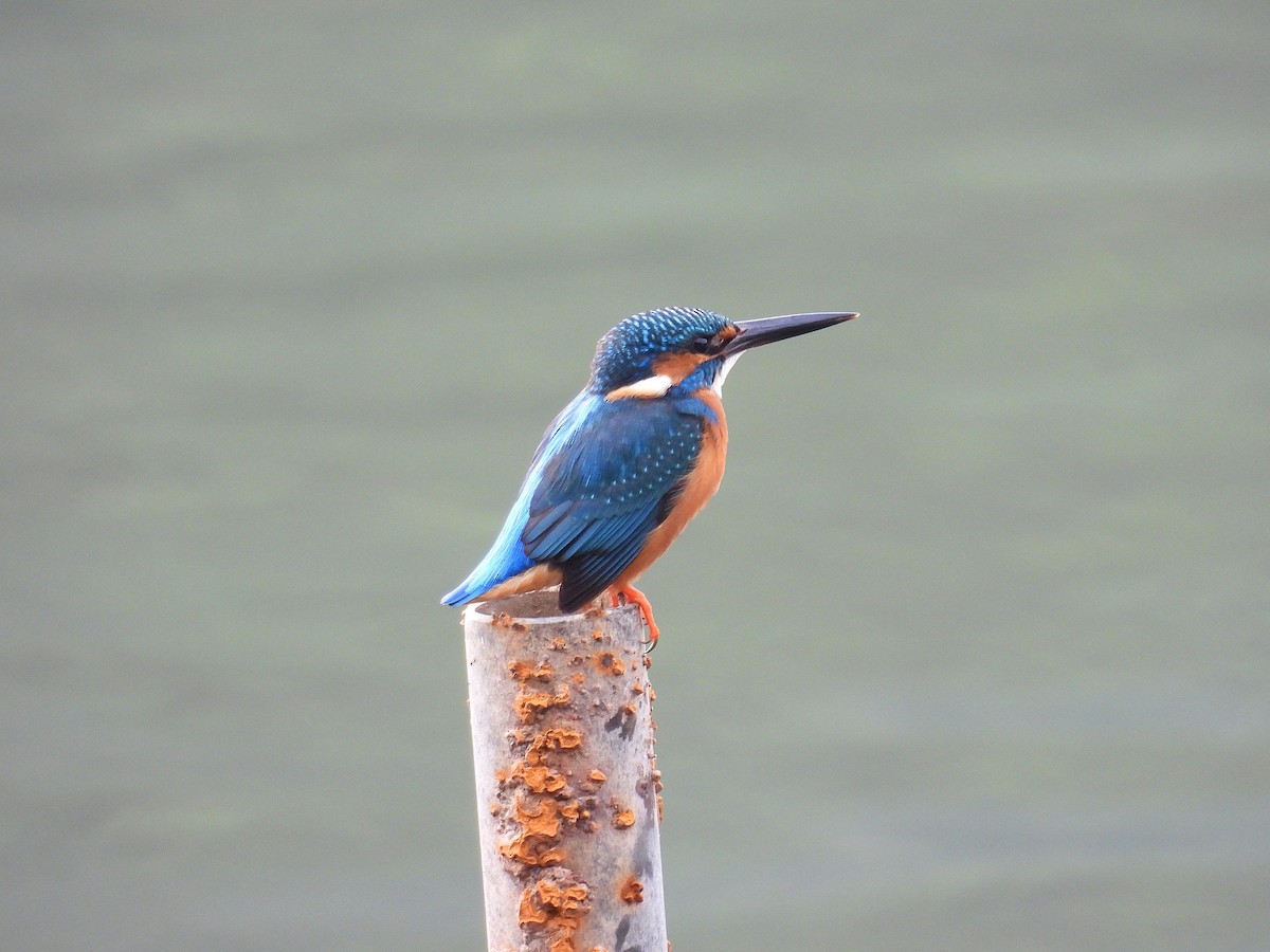 翠鳥 - ML647677149