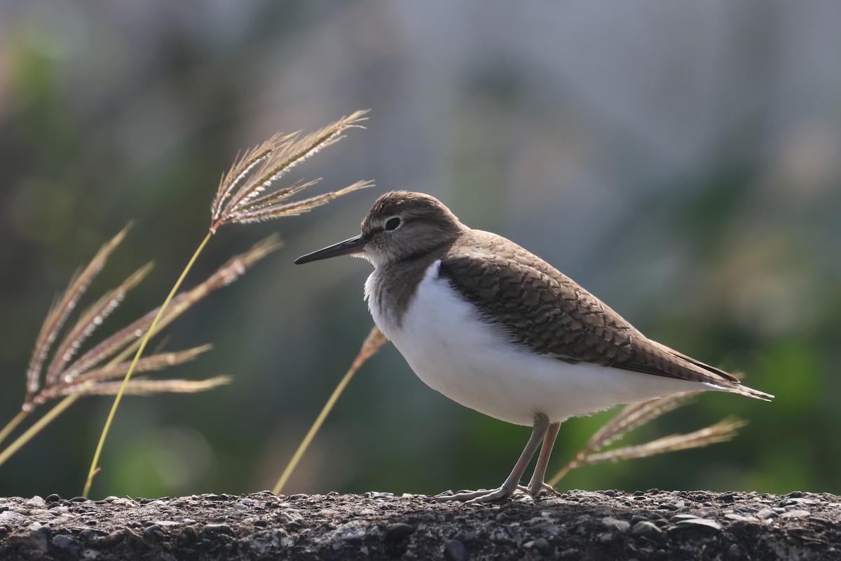 磯鷸 - ML647677150