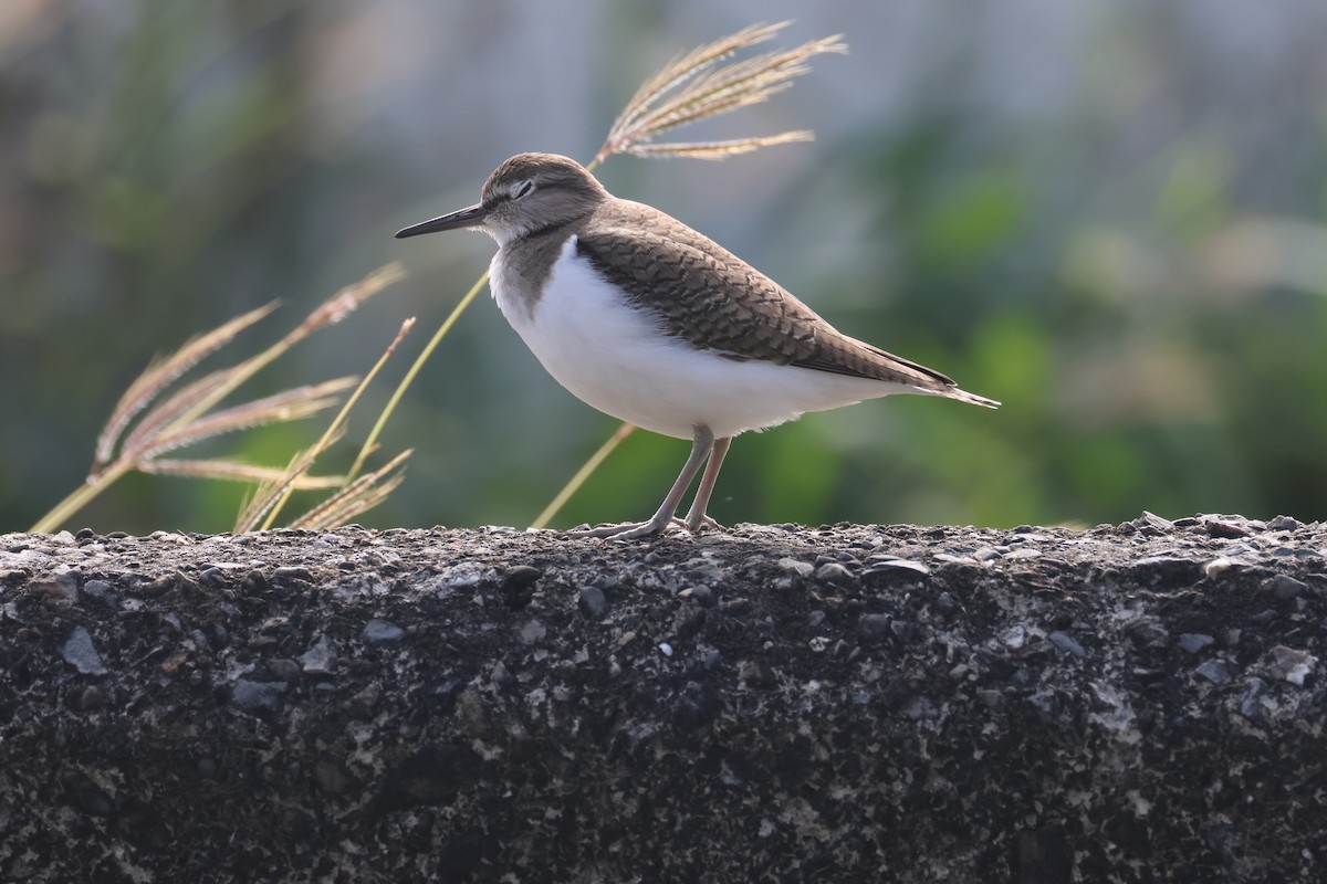 磯鷸 - ML647677151