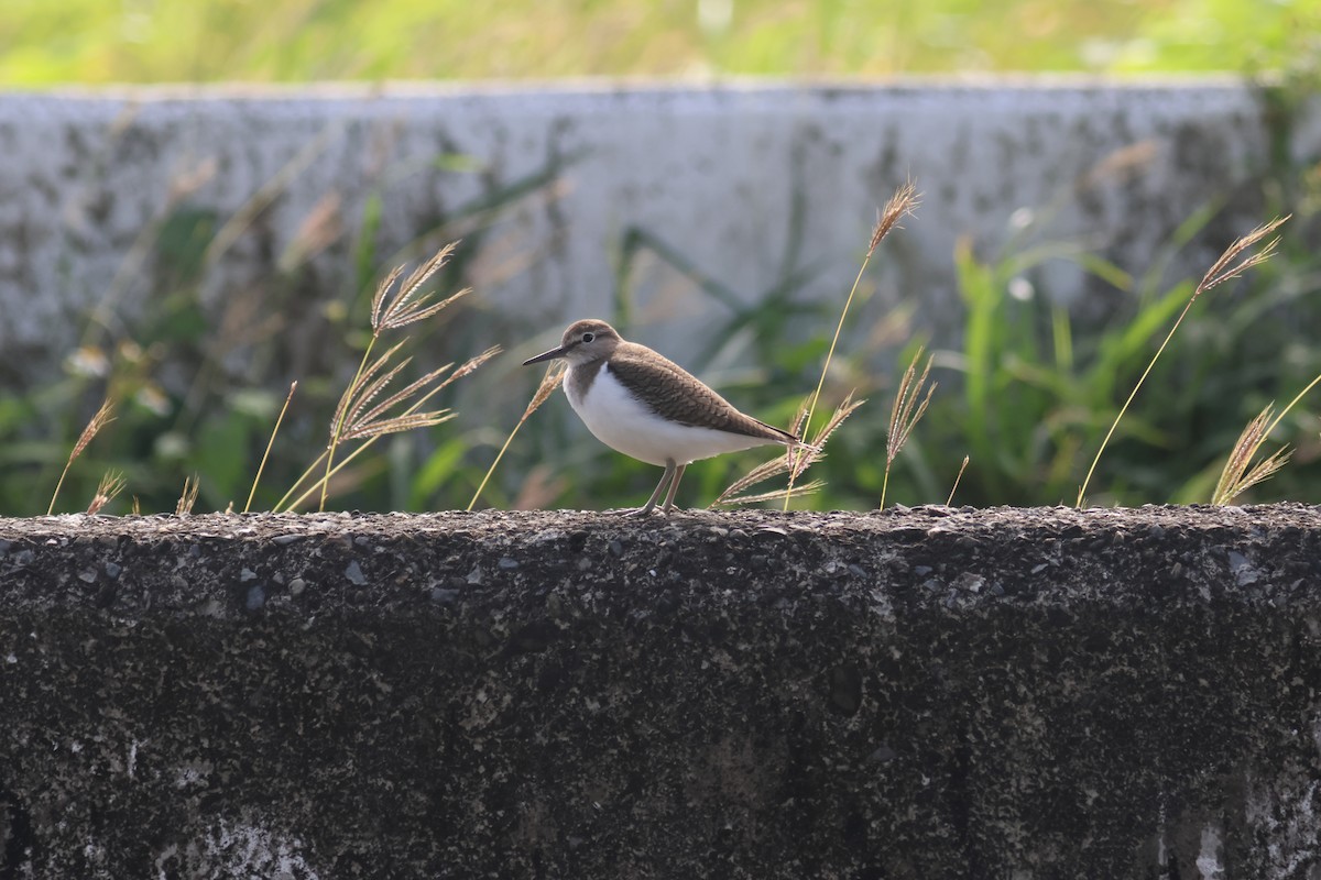 磯鷸 - ML647677152