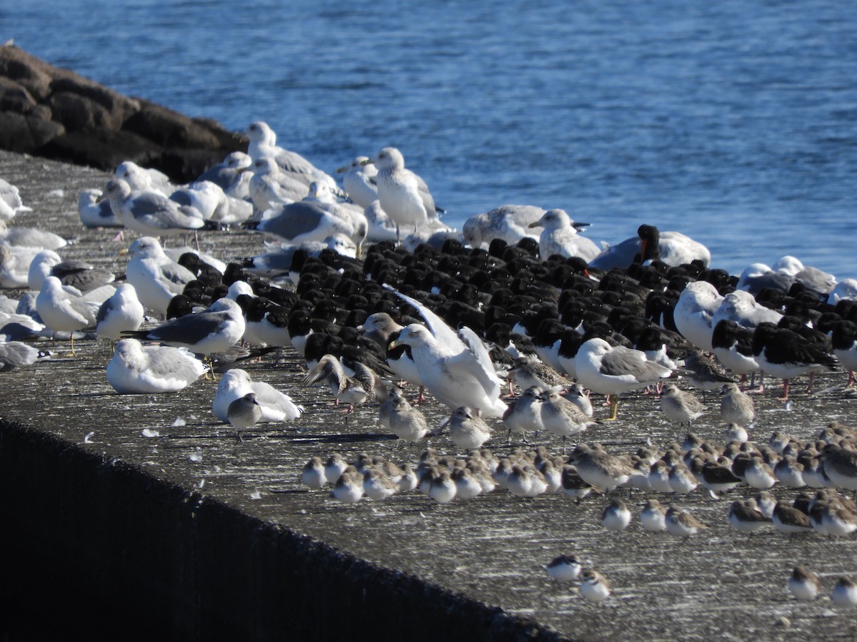 蠣鴴 - ML647677153