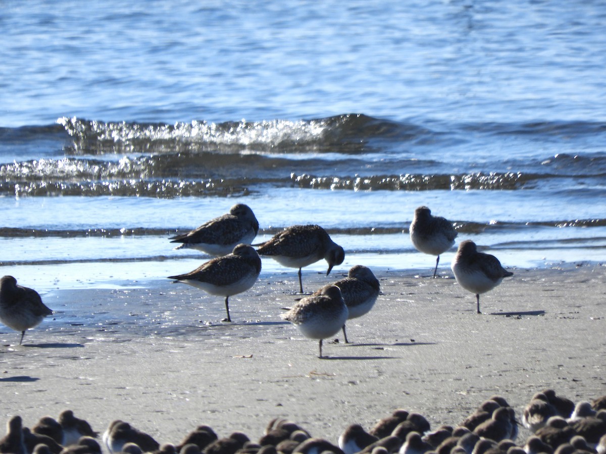 灰斑鴴 - ML647677154