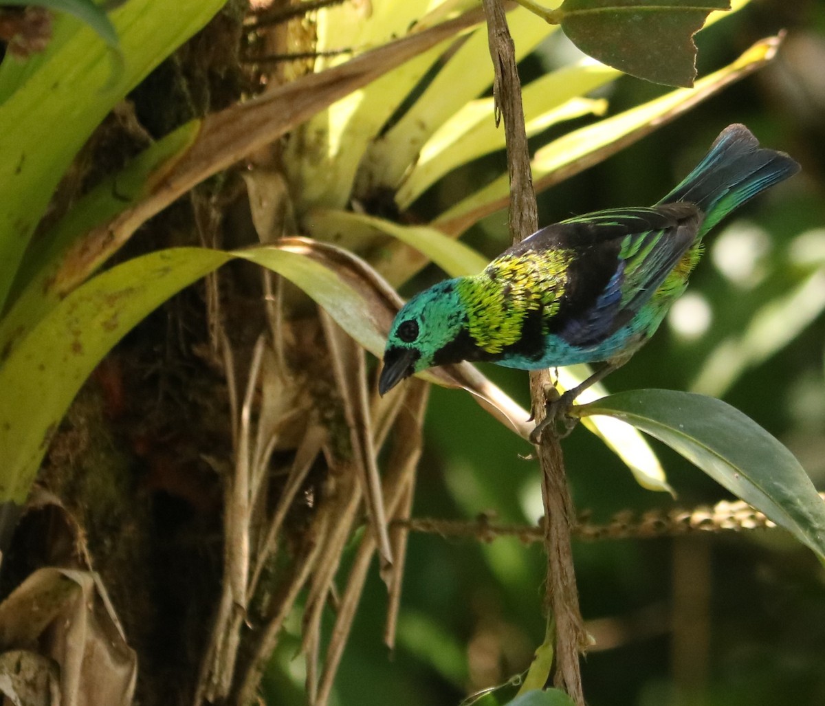 Green-headed Tanager - ML647677155