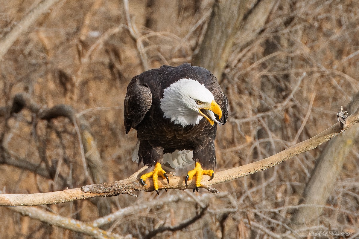 Itsas arrano buruzuria - ML647677169