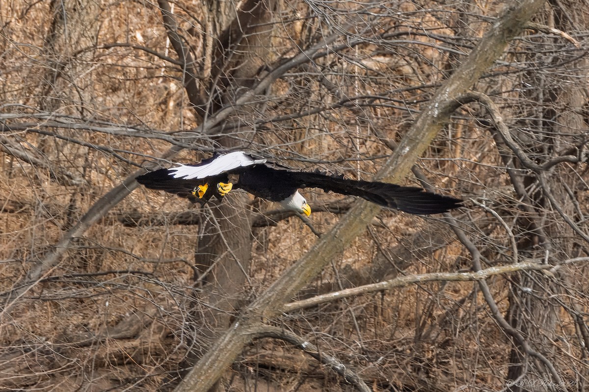 Itsas arrano buruzuria - ML647677170