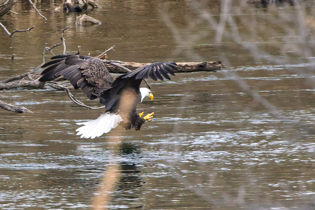 Itsas arrano buruzuria - ML647677171