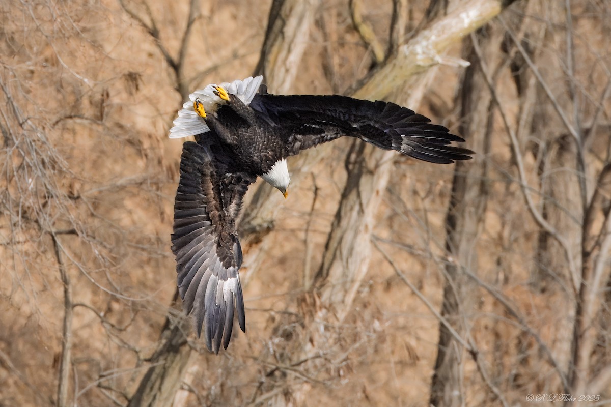 Itsas arrano buruzuria - ML647677174