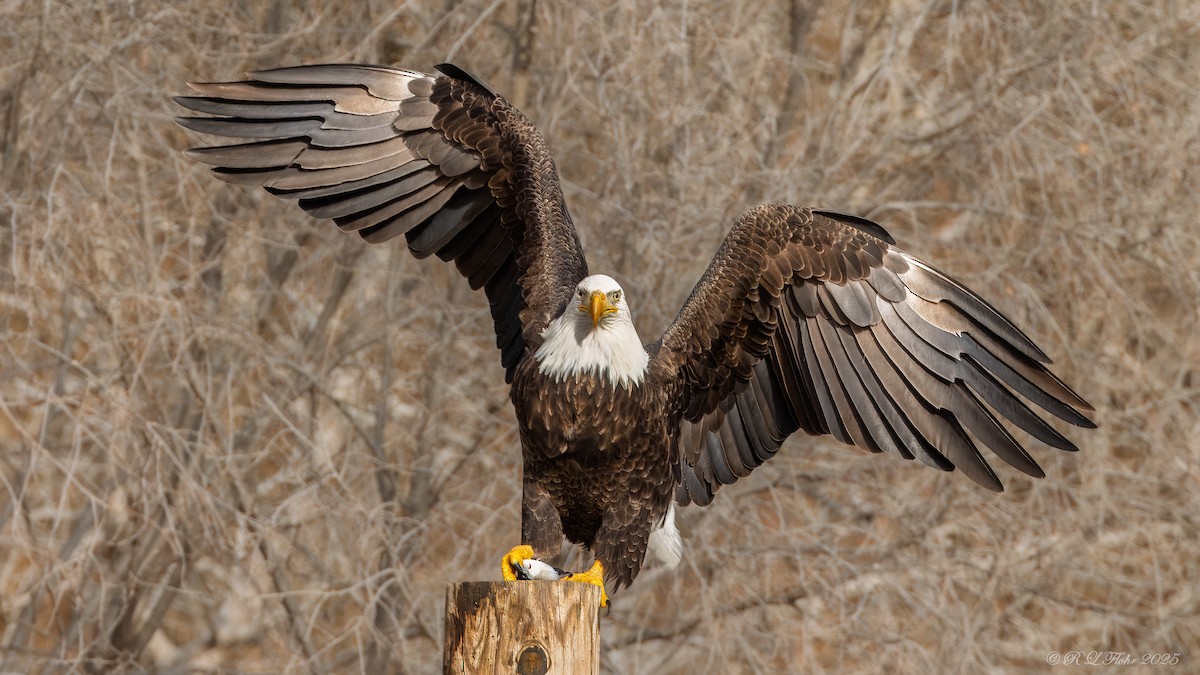 Itsas arrano buruzuria - ML647677175