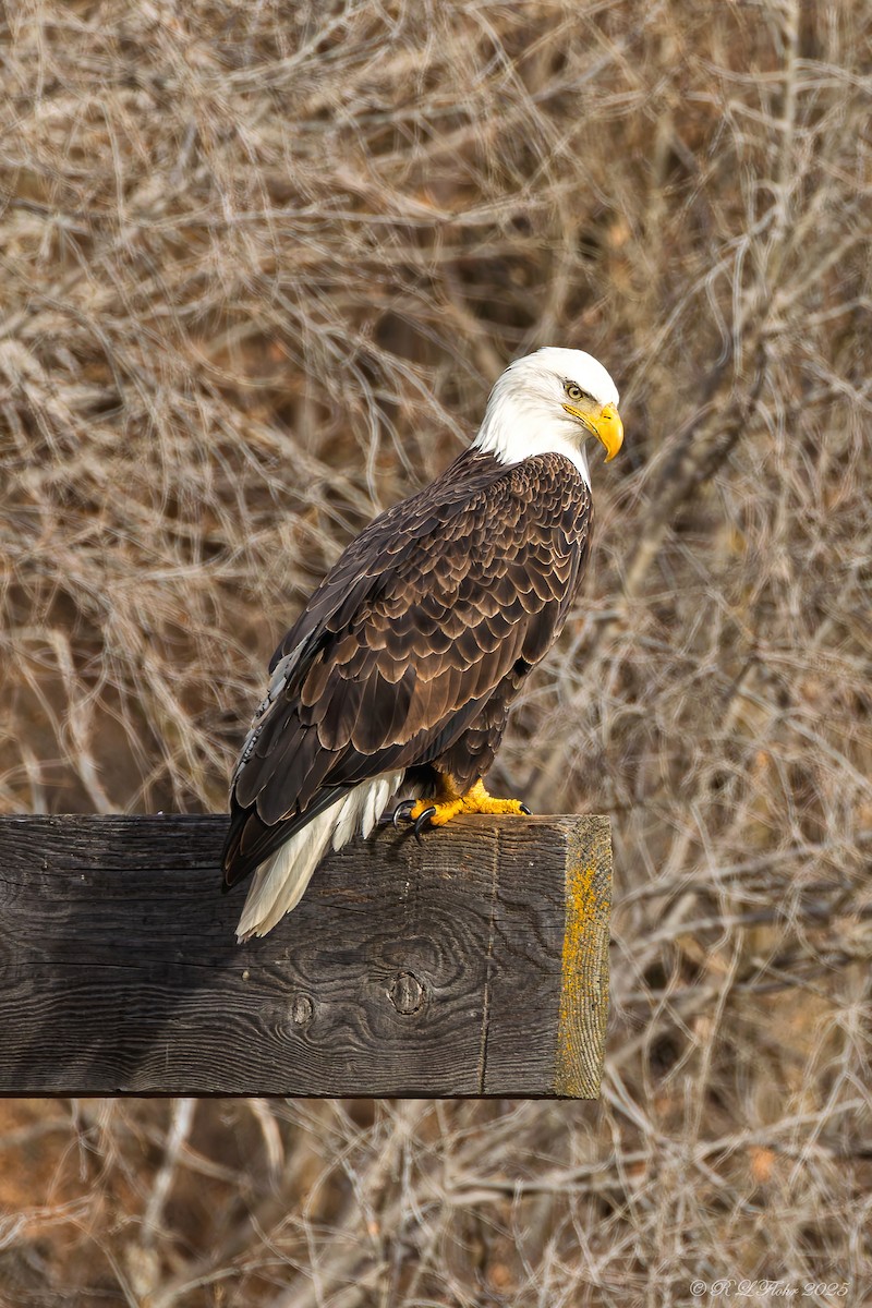 Itsas arrano buruzuria - ML647677176