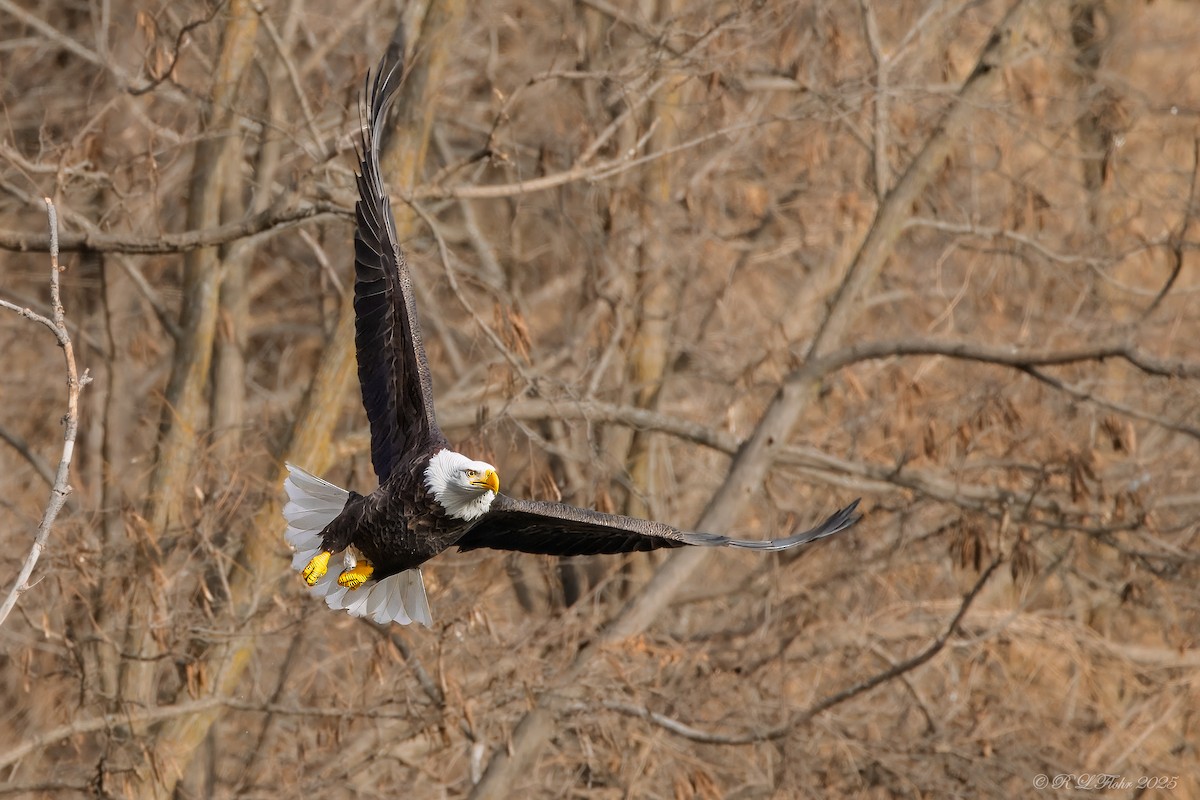 Itsas arrano buruzuria - ML647677177