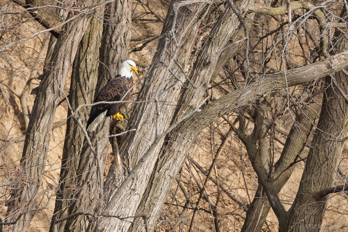Itsas arrano buruzuria - ML647677178