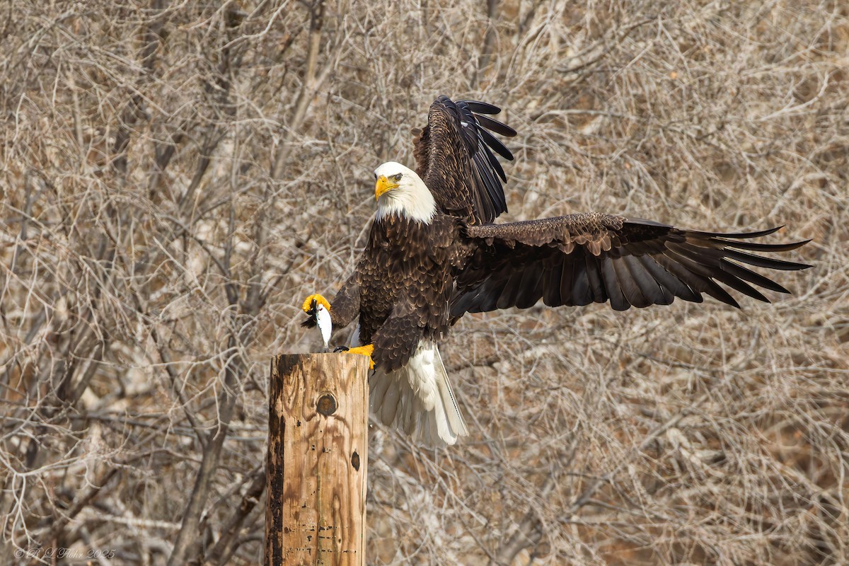 Bald Eagle - ML647677180