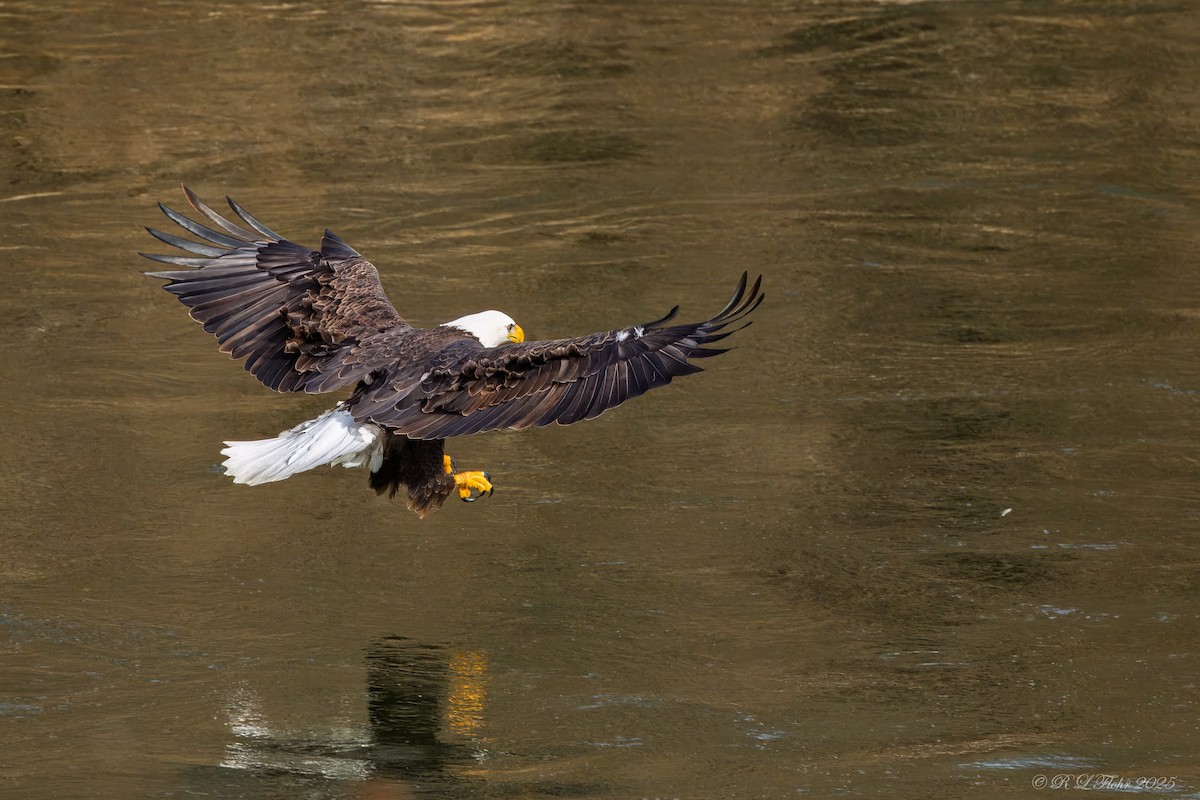 Bald Eagle - ML647677181