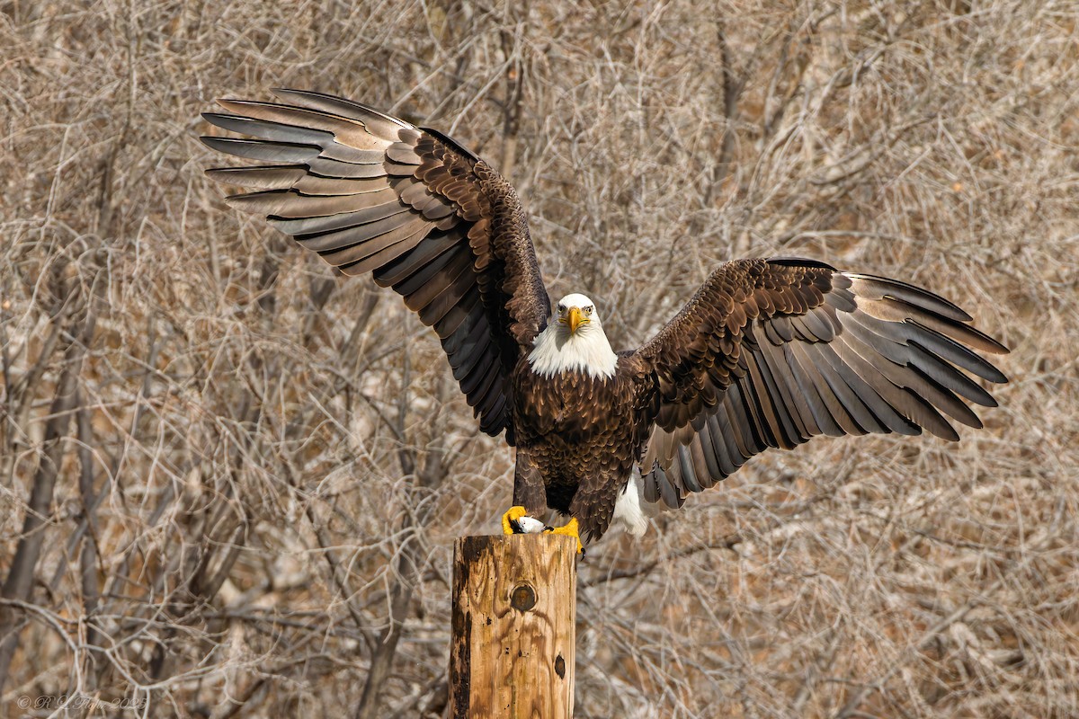 Bald Eagle - ML647677182