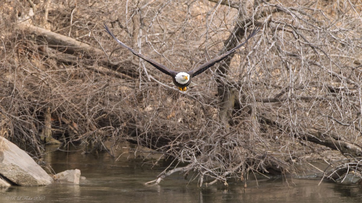 Bald Eagle - ML647677183